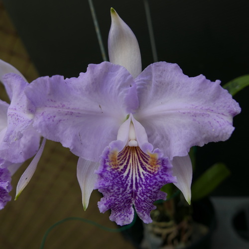 按此在新視窗瀏覽圖片