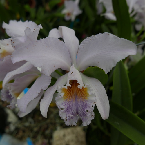 按此在新視窗瀏覽圖片