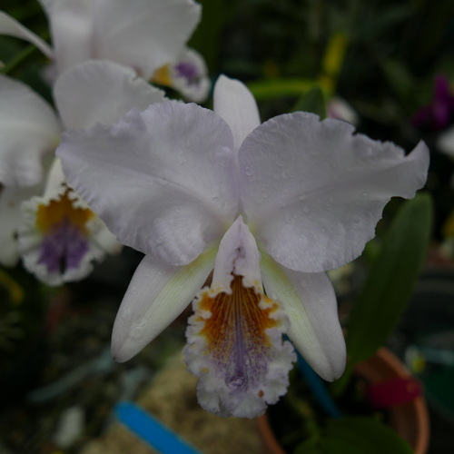 按此在新視窗瀏覽圖片