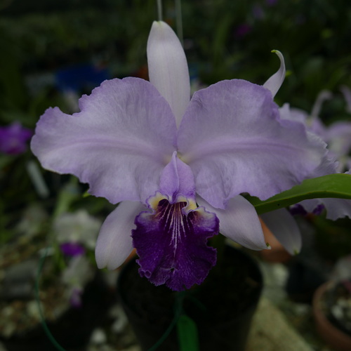 按此在新視窗瀏覽圖片