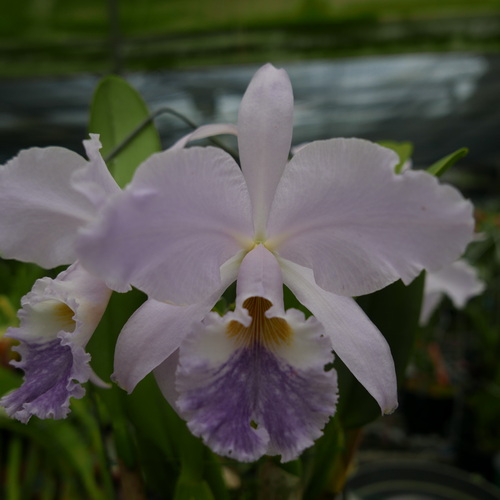 按此在新視窗瀏覽圖片