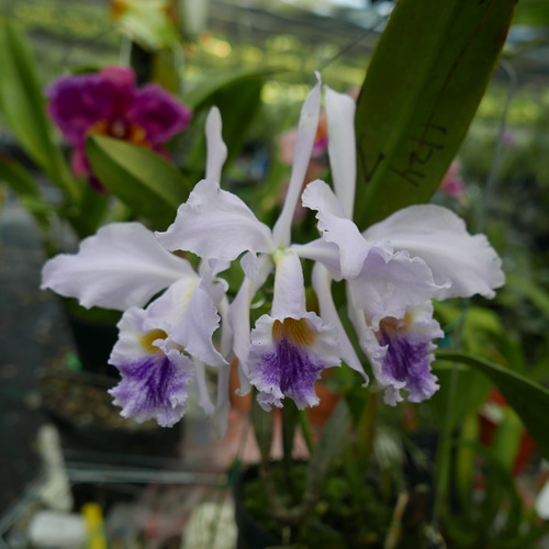 按此在新視窗瀏覽圖片