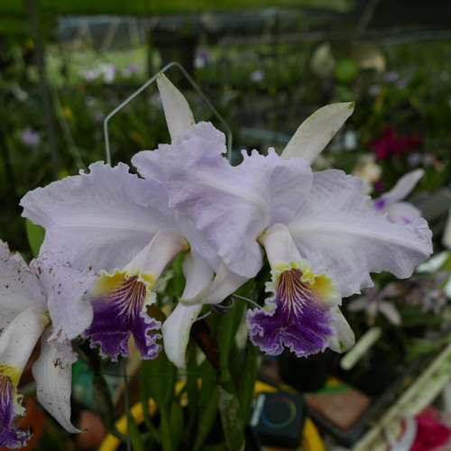 按此在新視窗瀏覽圖片