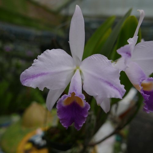 按此在新視窗瀏覽圖片