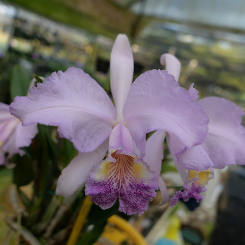 按此在新視窗瀏覽圖片