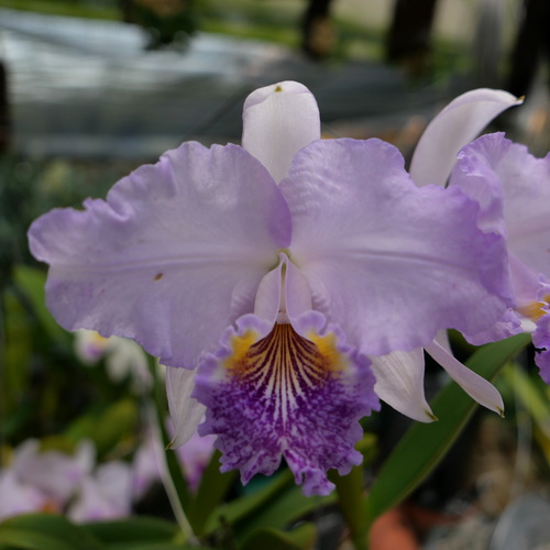 按此在新視窗瀏覽圖片