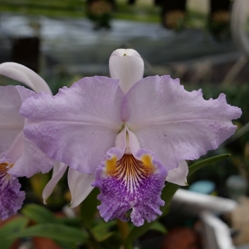 按此在新視窗瀏覽圖片