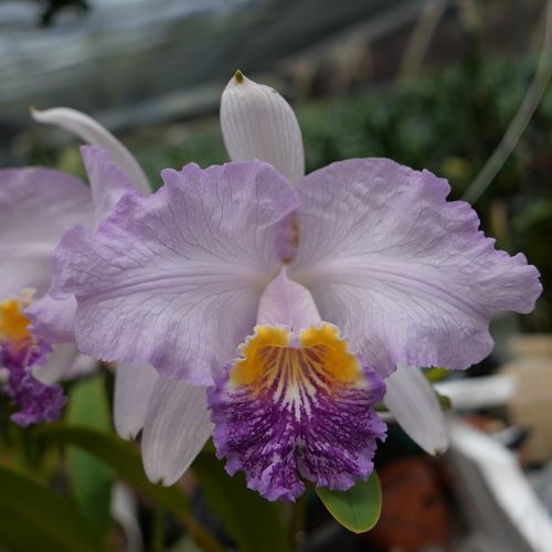 按此在新視窗瀏覽圖片