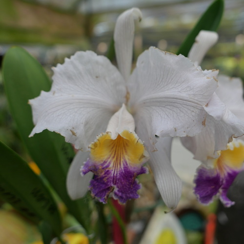 按此在新視窗瀏覽圖片