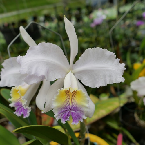 按此在新視窗瀏覽圖片