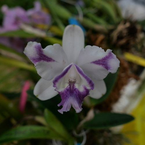 按此在新視窗瀏覽圖片