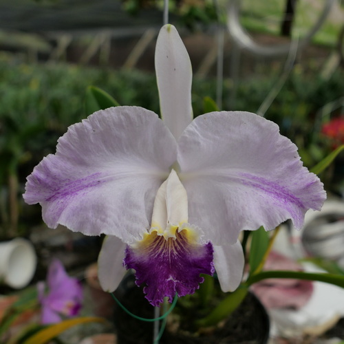 按此在新視窗瀏覽圖片