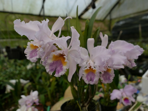 按此在新視窗瀏覽圖片