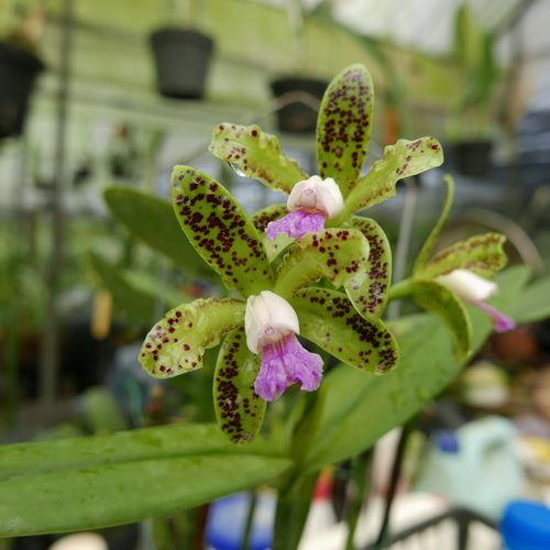 按此在新視窗瀏覽圖片