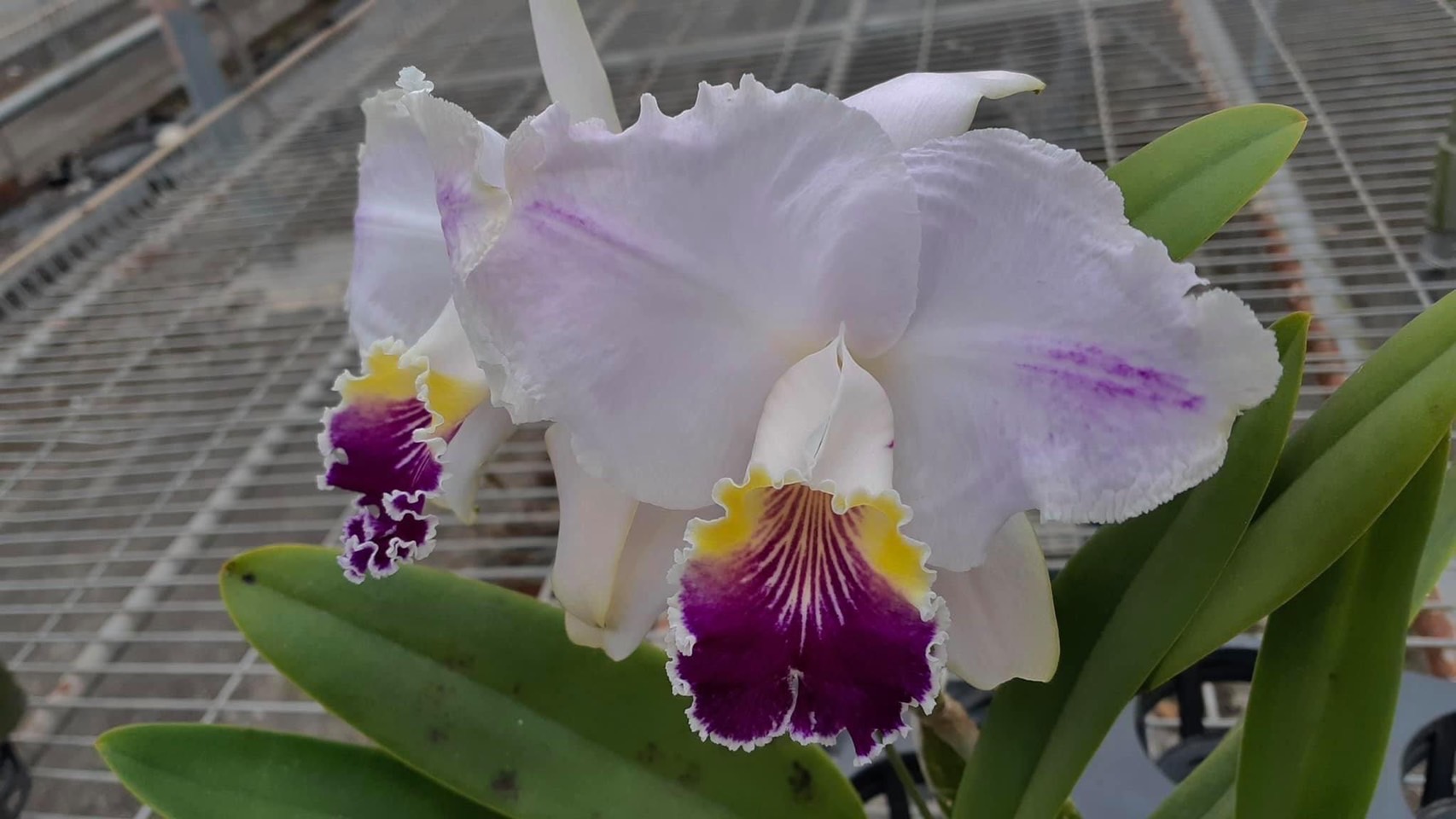 按此在新視窗瀏覽圖片