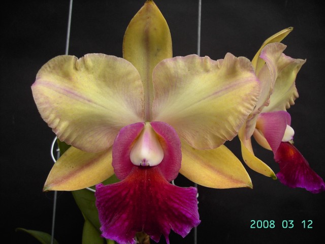 按此在新視窗瀏覽圖片