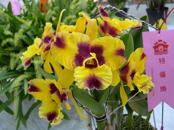 按此在新視窗瀏覽圖片