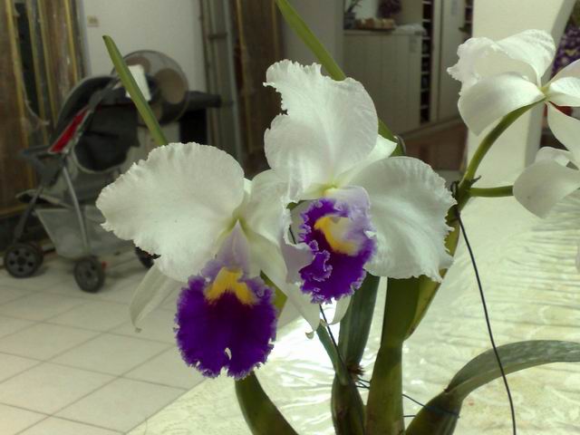 按此在新視窗瀏覽圖片