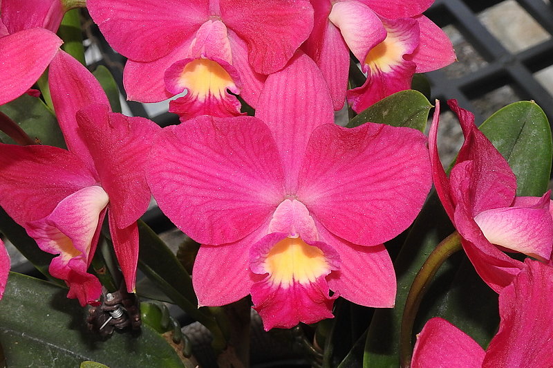 按此在新視窗瀏覽圖片