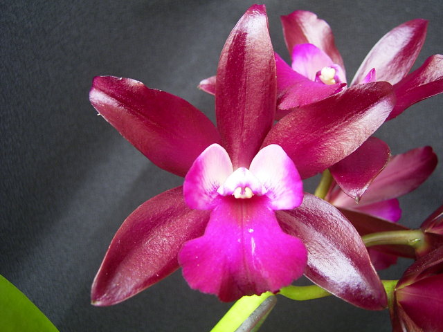 按此在新視窗瀏覽圖片