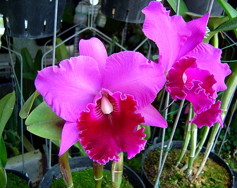 «ö¦¹¦b·sµøµ¡ÂsÄý¹Ï¤ù