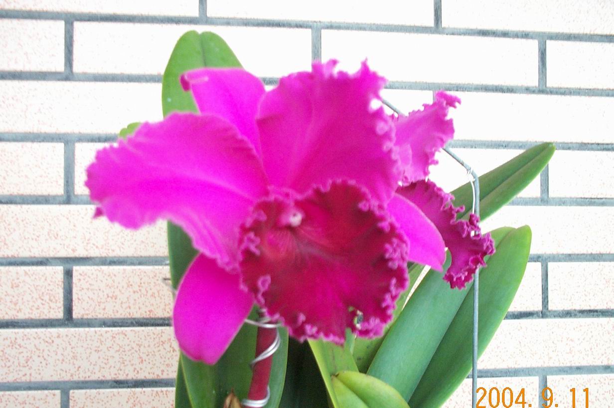 按此在新視窗瀏覽圖片