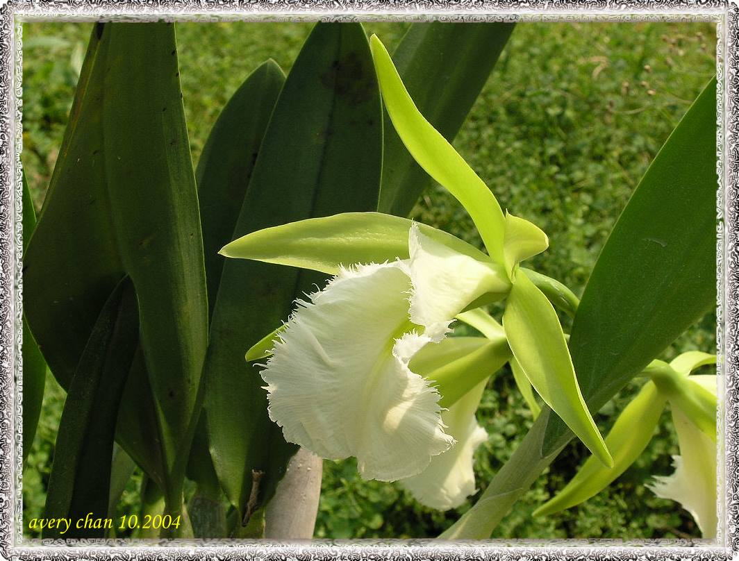 按此在新視窗瀏覽圖片