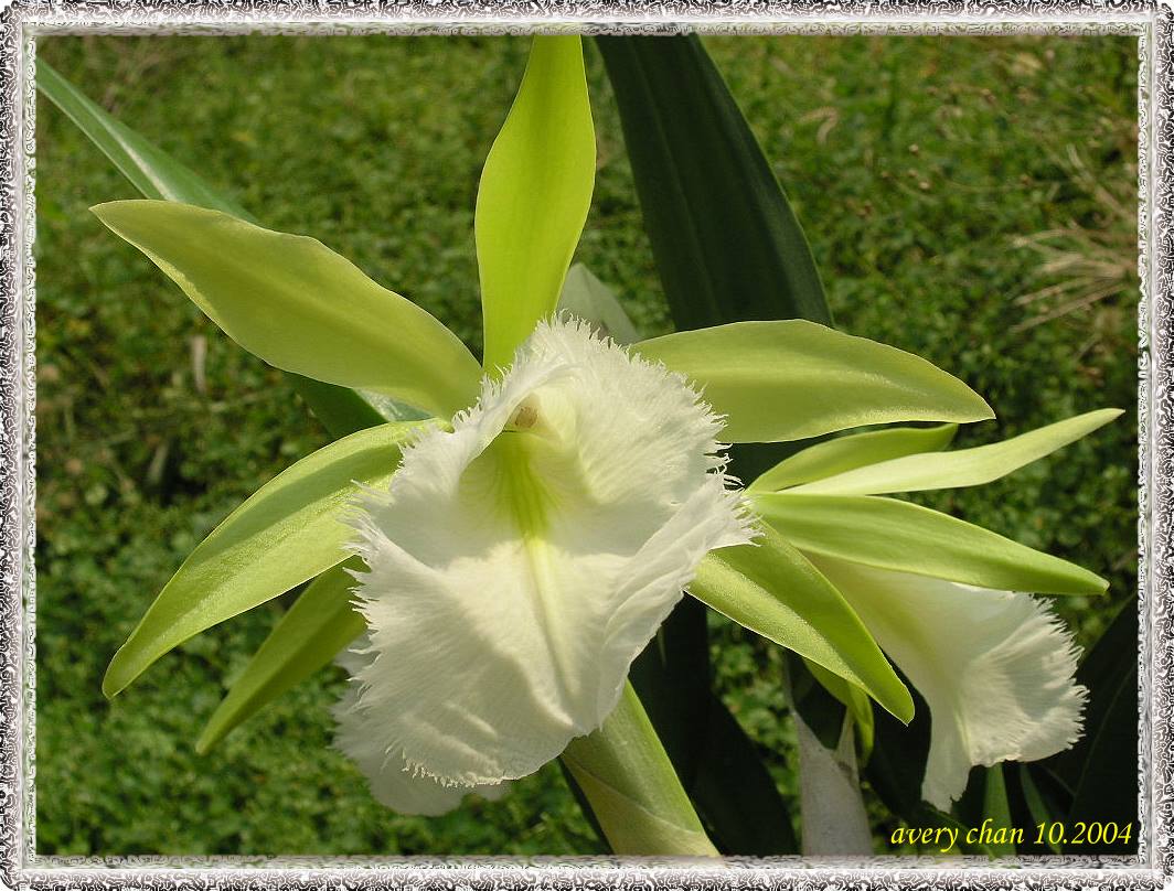 按此在新視窗瀏覽圖片