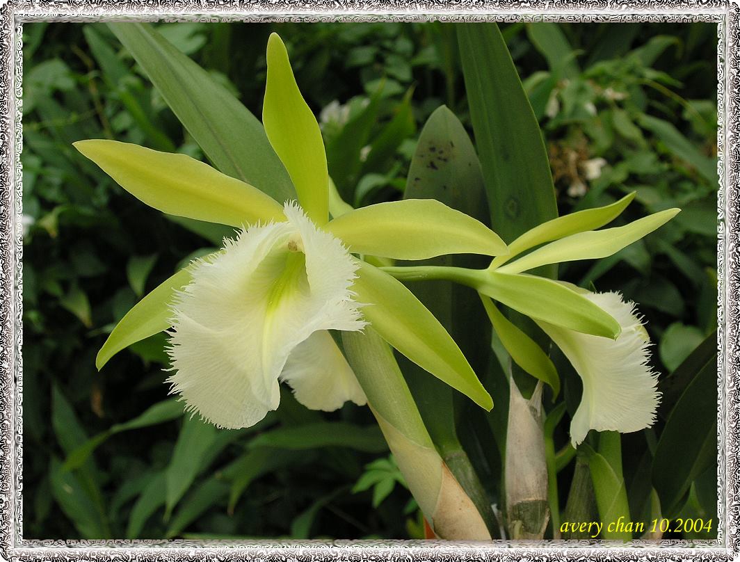 按此在新視窗瀏覽圖片