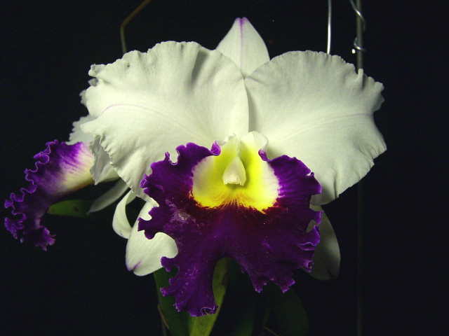 按此在新視窗瀏覽圖片