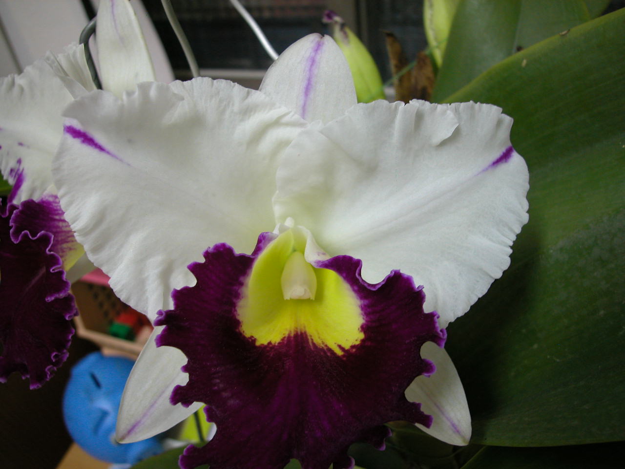 按此在新視窗瀏覽圖片