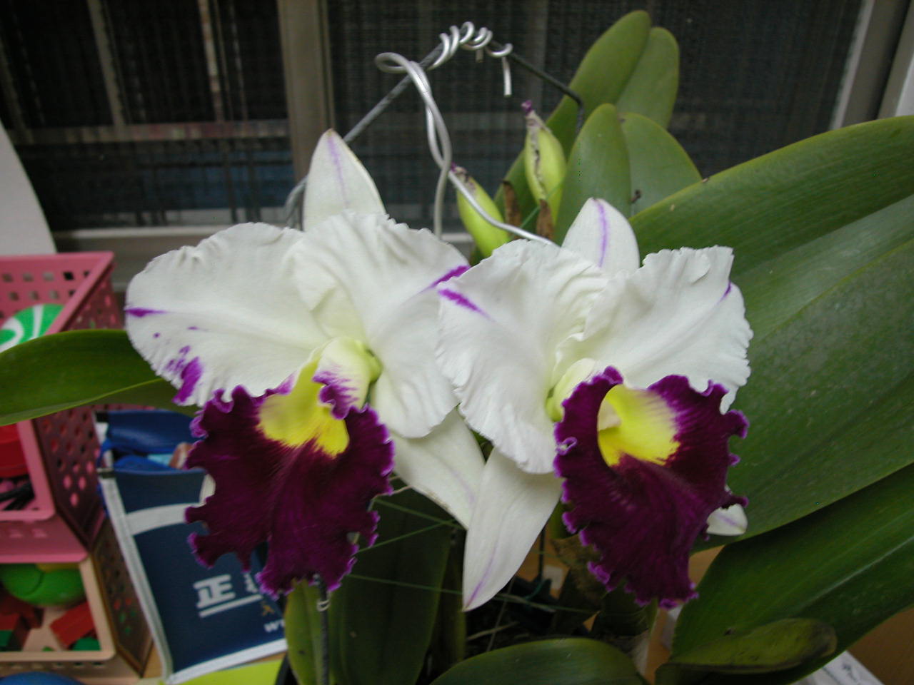 按此在新視窗瀏覽圖片