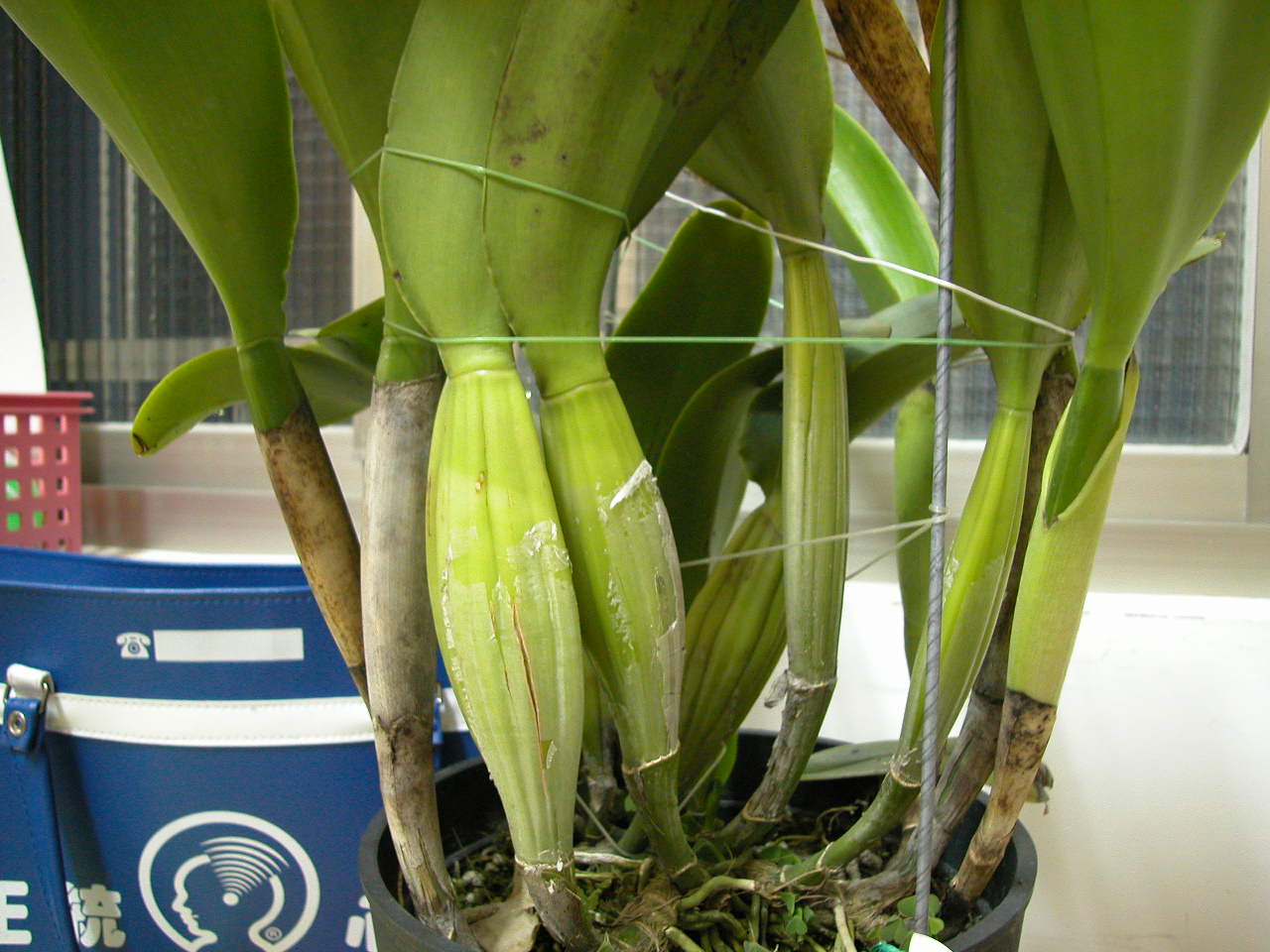 按此在新視窗瀏覽圖片