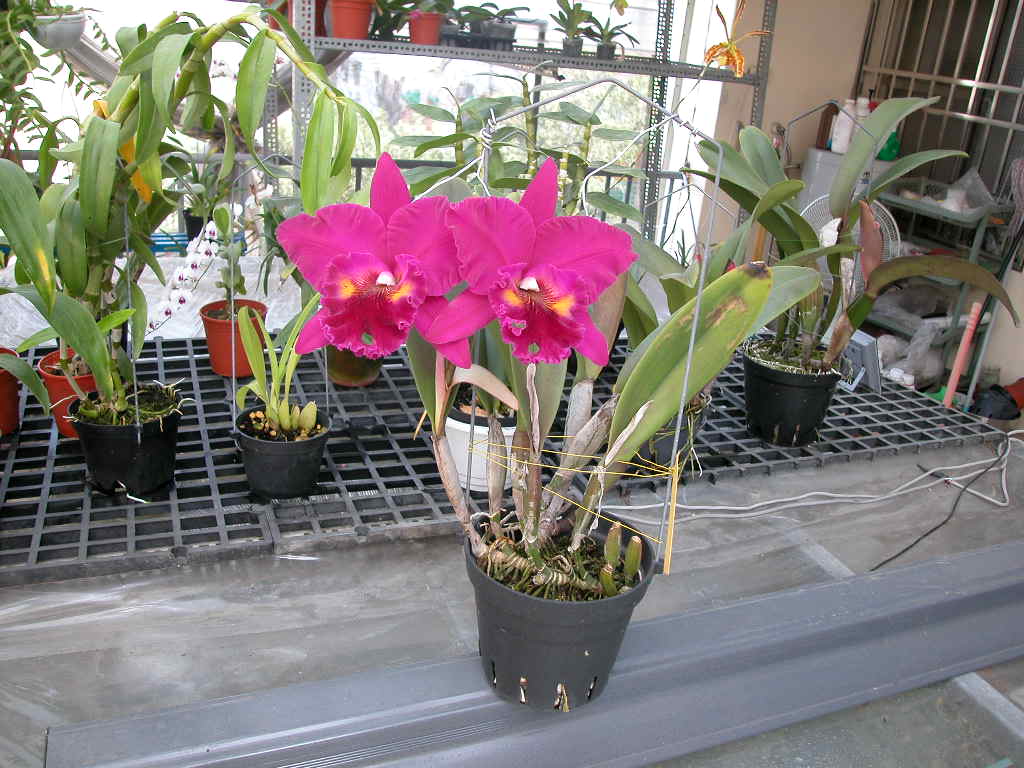 按此在新視窗瀏覽圖片