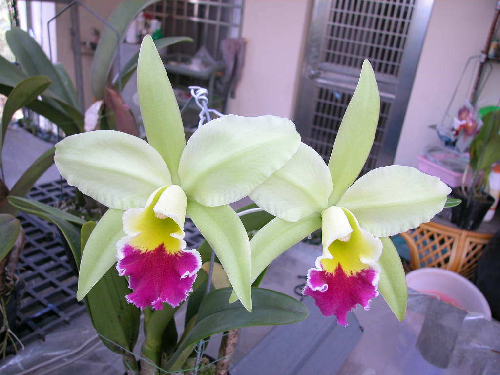 按此在新視窗瀏覽圖片