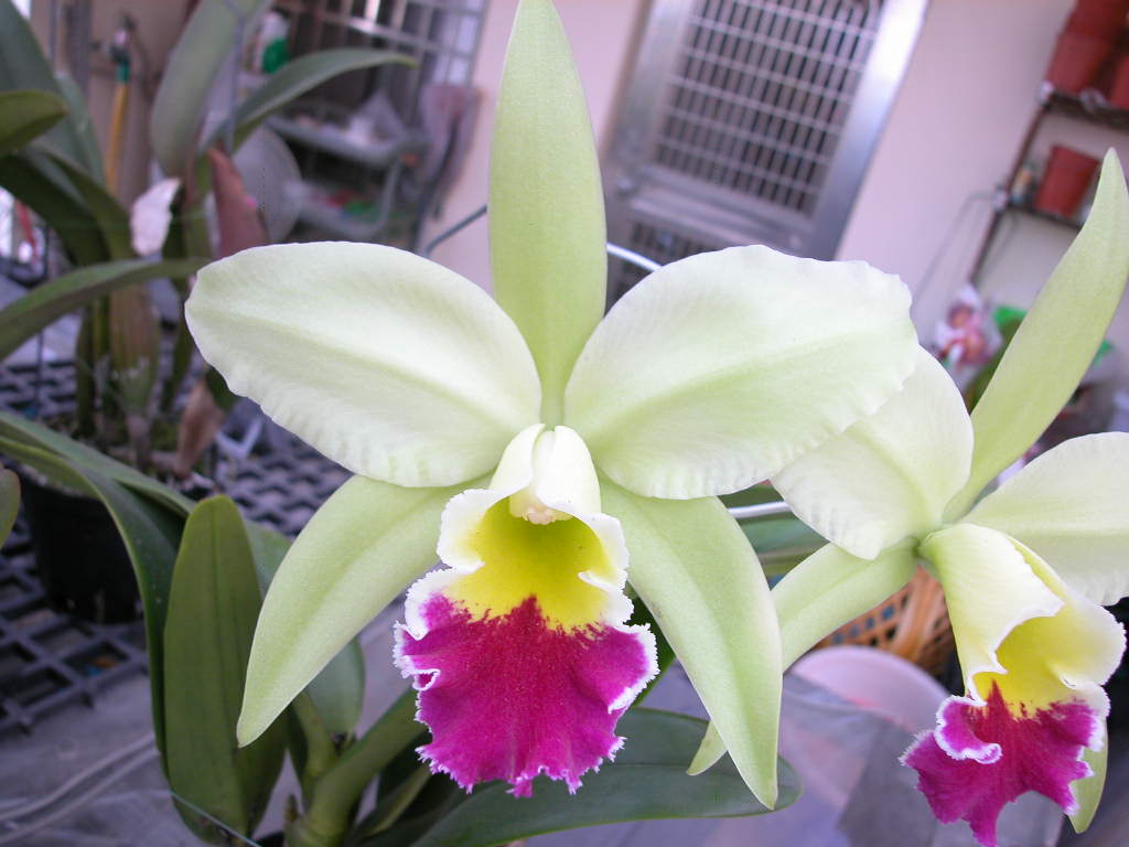 按此在新視窗瀏覽圖片