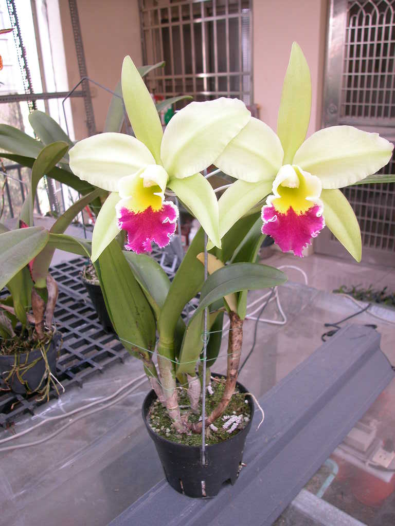 按此在新視窗瀏覽圖片