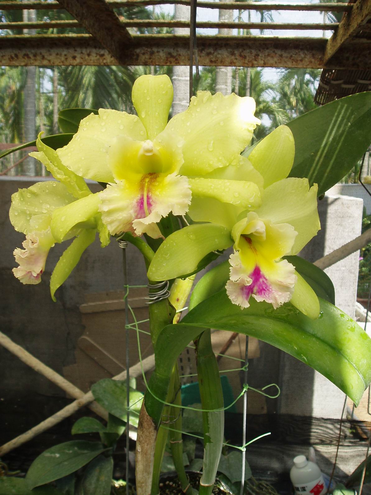 按此在新視窗瀏覽圖片