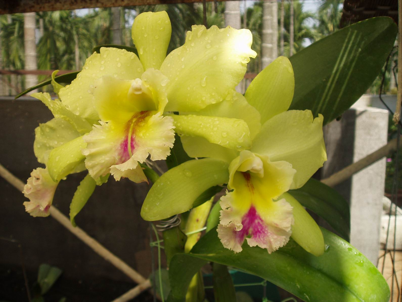 按此在新視窗瀏覽圖片