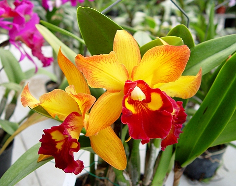 «ö¦¹¦b·sµøµ¡ÂsÄý¹Ï¤ù