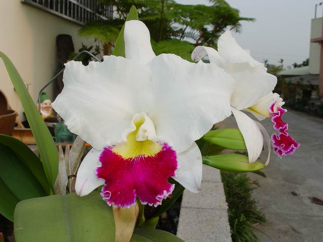 按此在新視窗瀏覽圖片