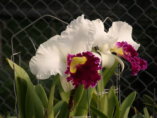 按此在新視窗瀏覽圖片