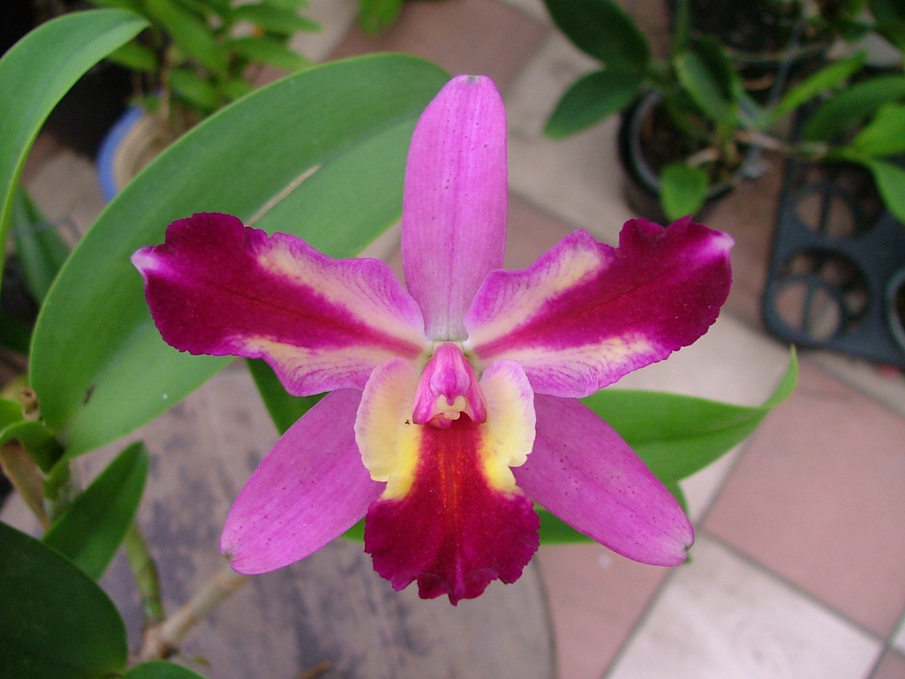 按此在新視窗瀏覽圖片