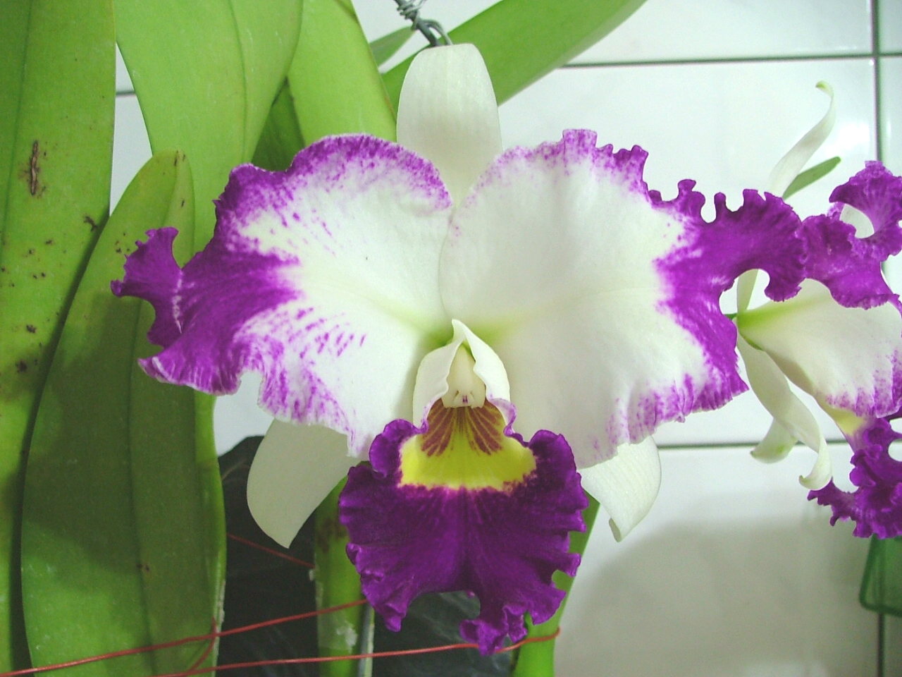 按此在新視窗瀏覽圖片