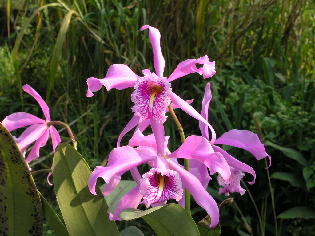 按此在新視窗瀏覽圖片