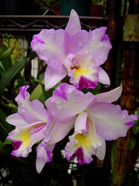 按此在新視窗瀏覽圖片