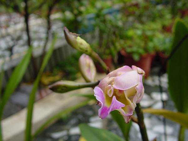 按此在新視窗瀏覽圖片