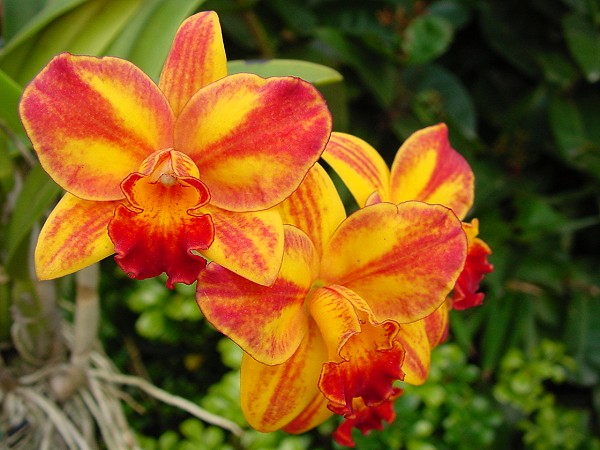 按此在新視窗瀏覽圖片