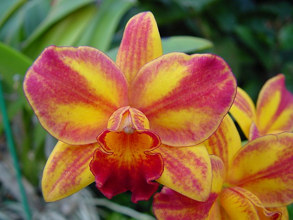 按此在新視窗瀏覽圖片