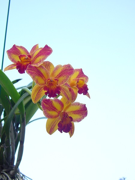 按此在新視窗瀏覽圖片